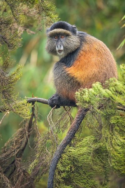 Africa-Rwanda-Volcanoes National Park-Golden Monkey in Virunga Mountains